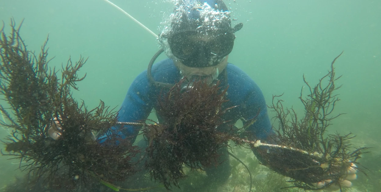 Plántulas de algas marinas instaladas en un sistema de cultivo en Pisco