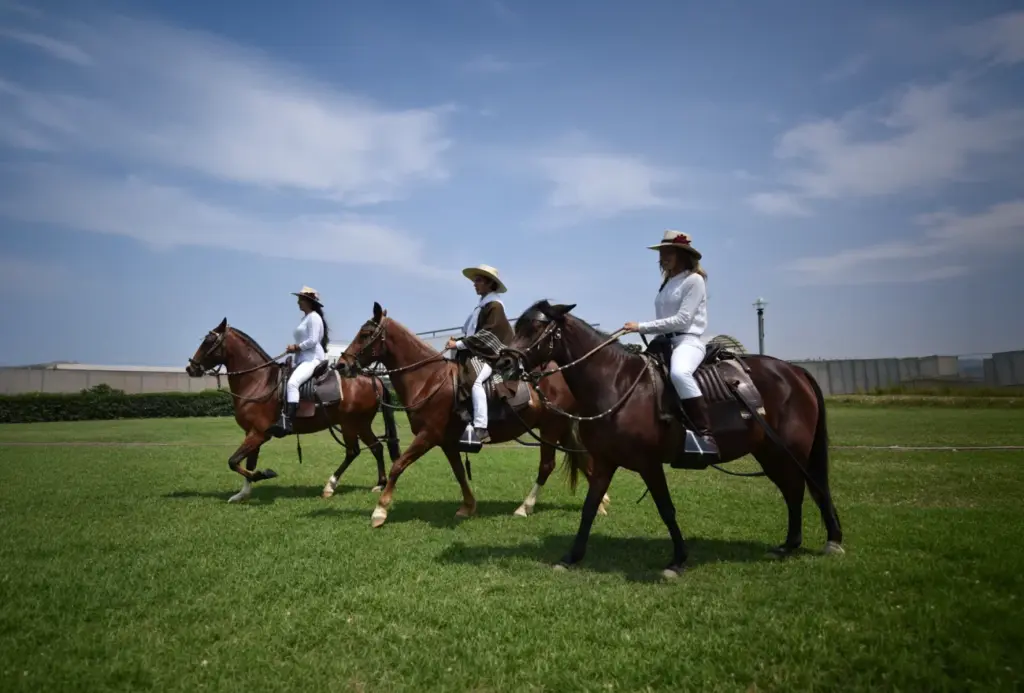 Estudian el origen y valor cultural del Caballo Peruano de Paso
