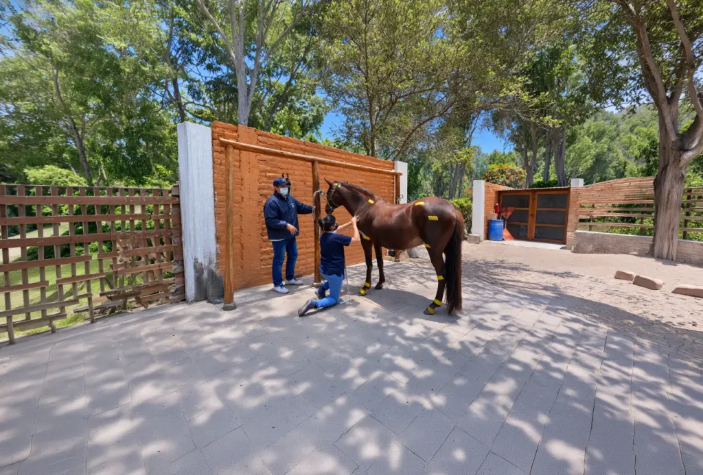 Universidad Científica del Sur fortalece investigación del Caballo Peruano de Paso