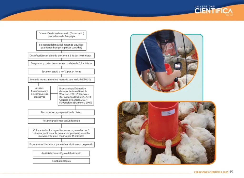 proceso de alimentación de gallinas con maíz morado